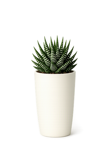 Haworthia succulent in a cream ceramic pot